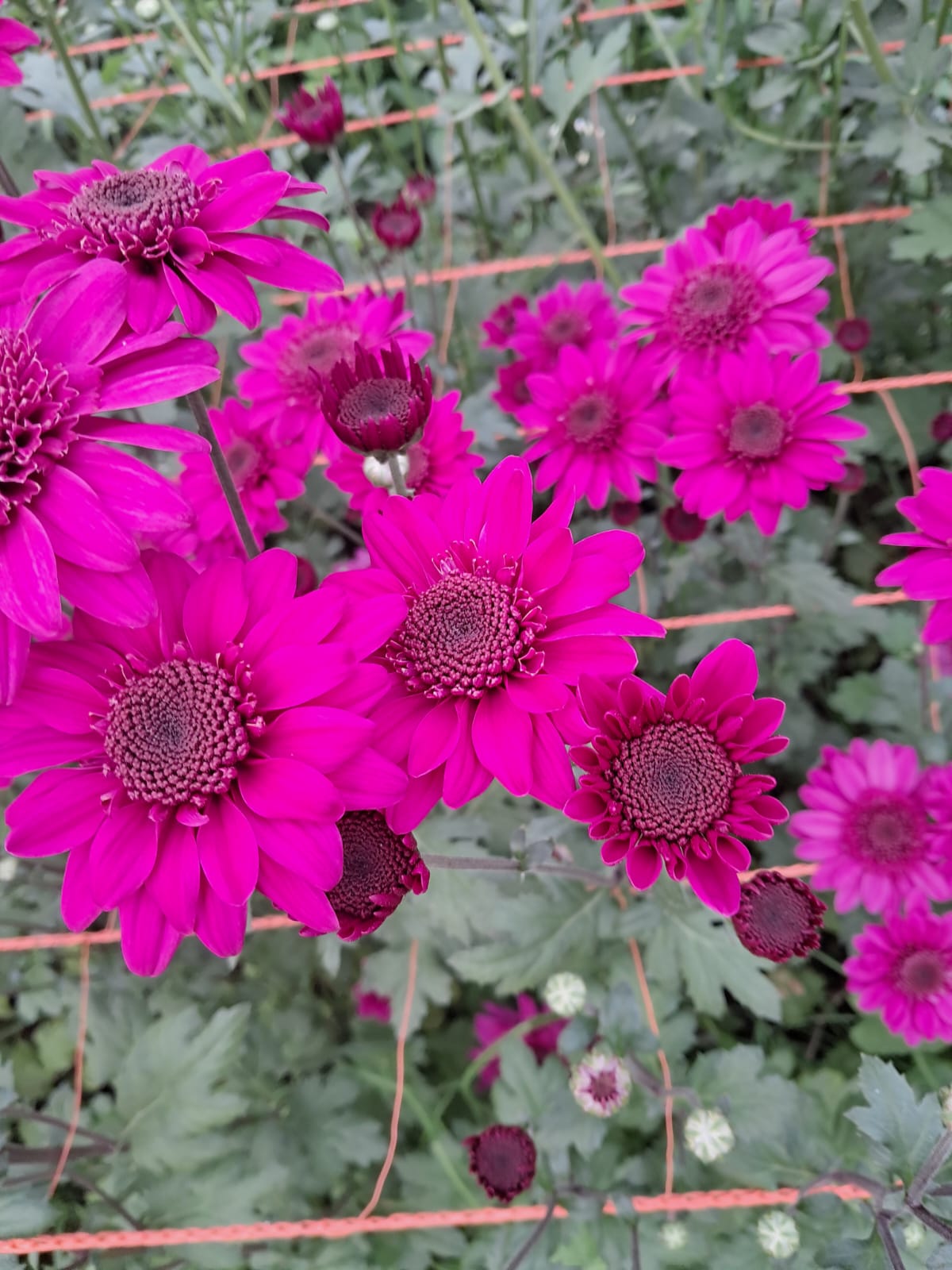 Flor en producción 1